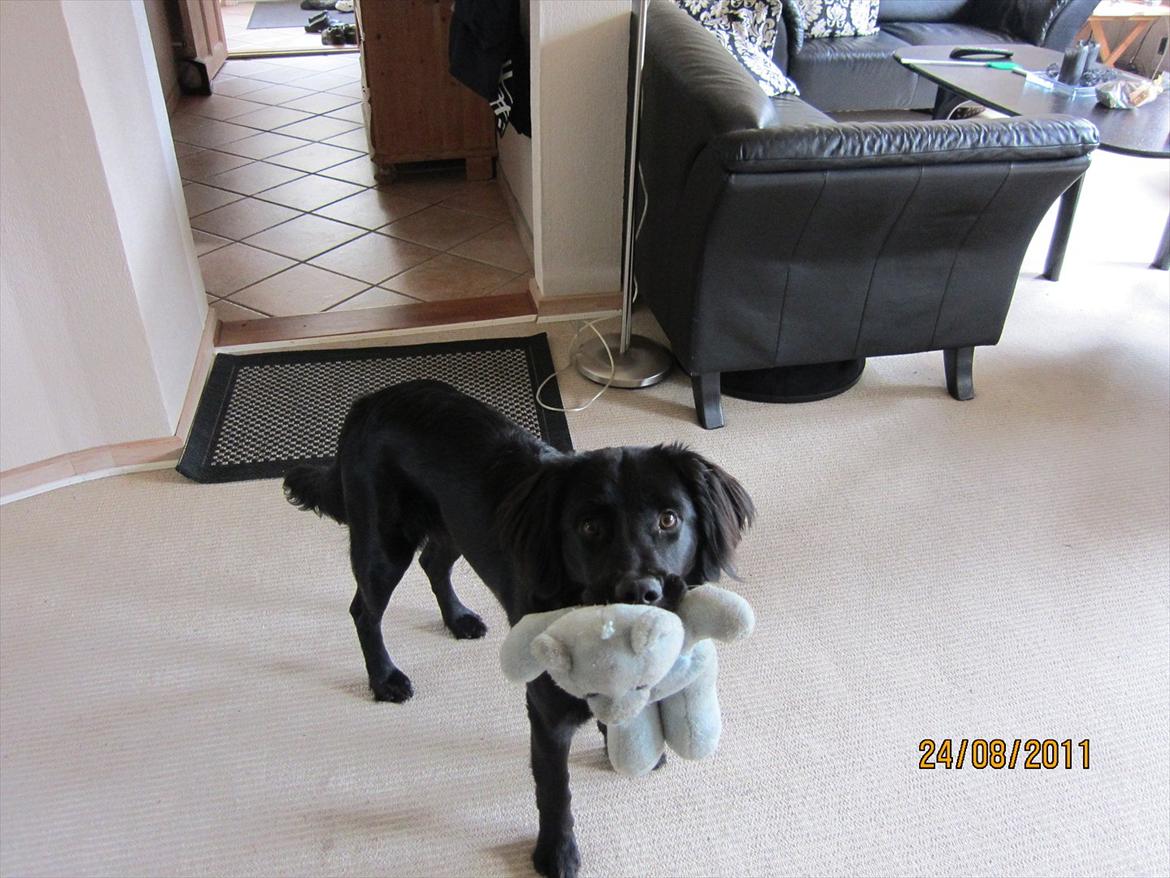 Blanding af racer charly billede 5