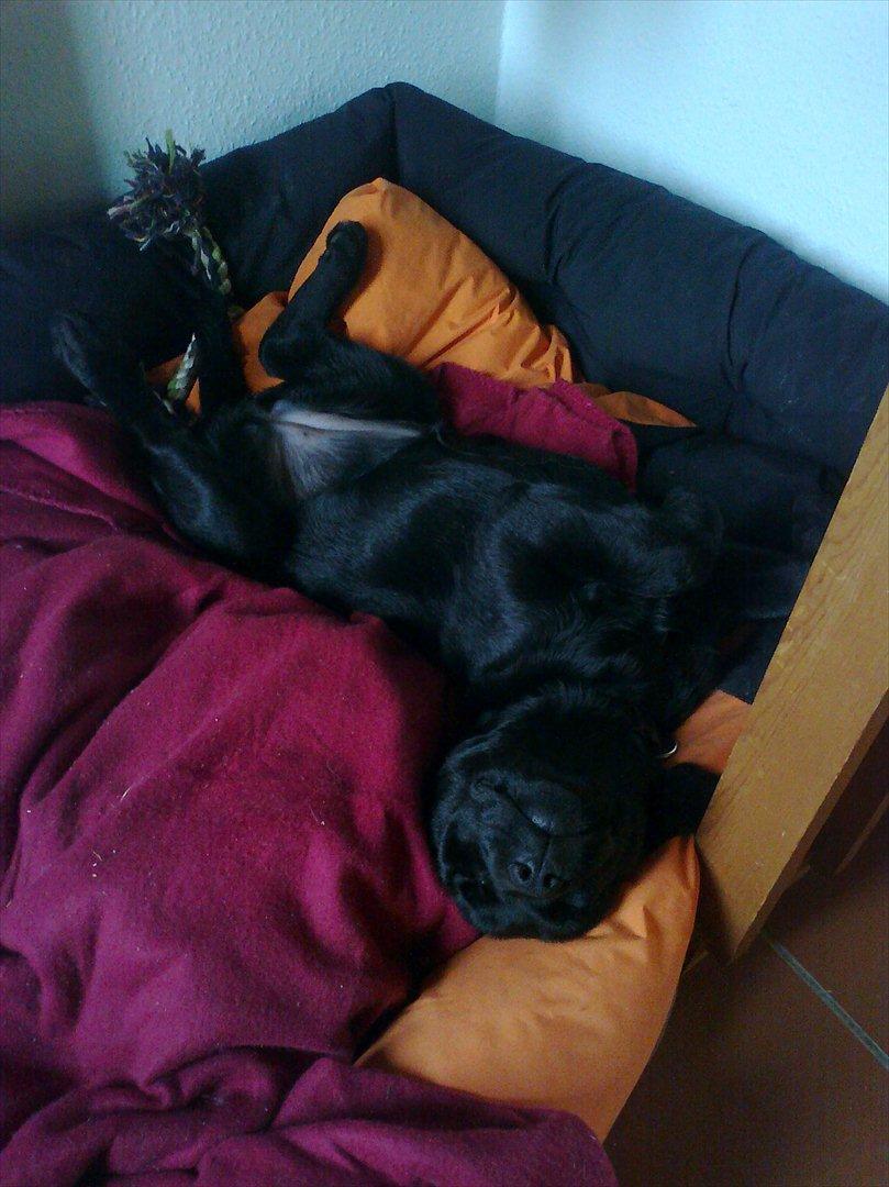 Labrador retriever Tess billede 9
