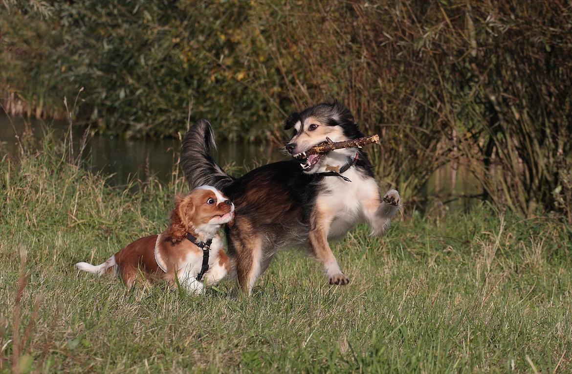 Cavalier king charles spaniel Bazil - Bazil og Fluffy leger :-) billede 18