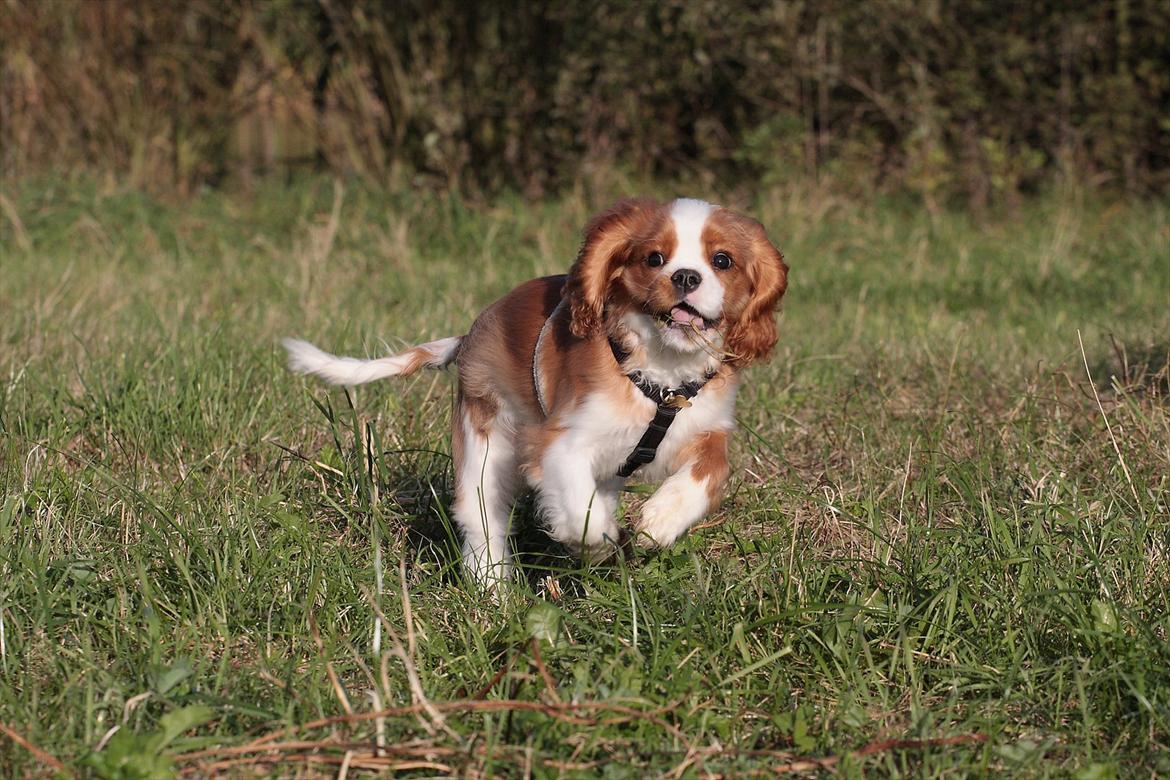 Cavalier king charles spaniel Bazil - Bazil 4½ mdr. billede 16