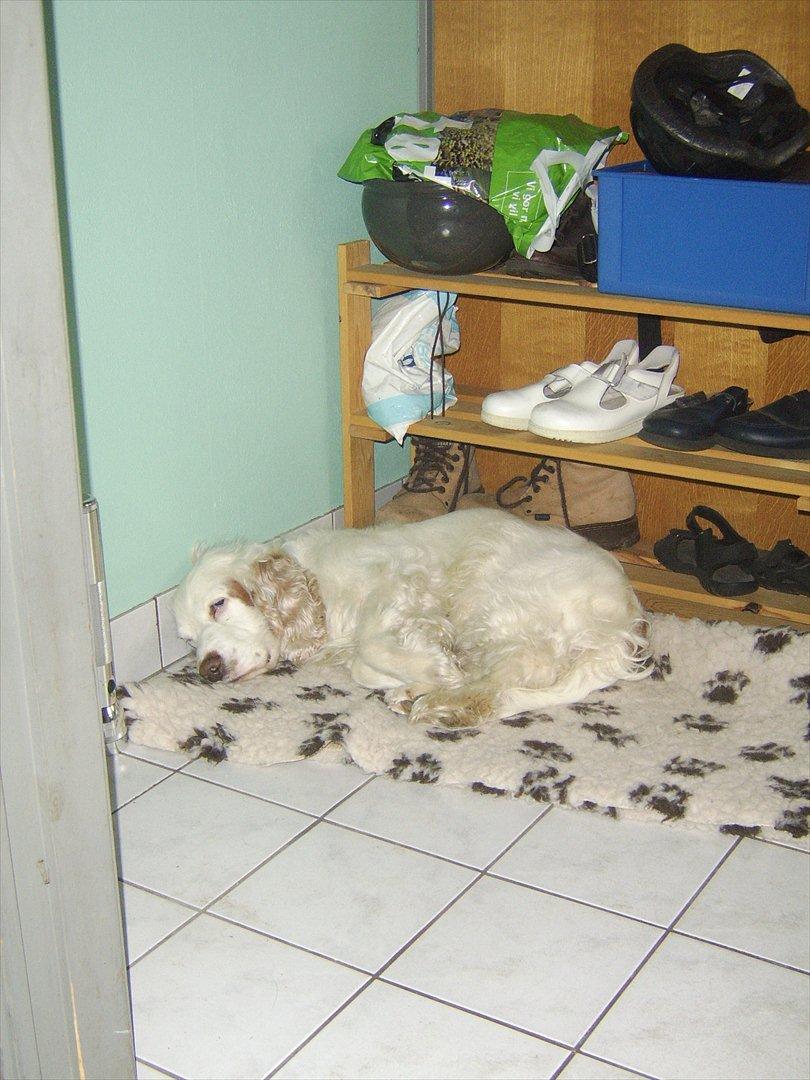 Cocker spaniel Lambert billede 11