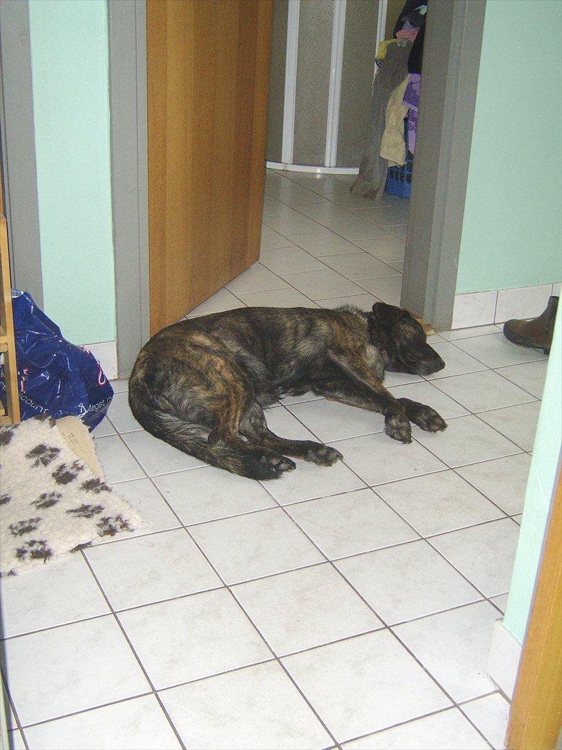 Blanding af racer Donna billede 18