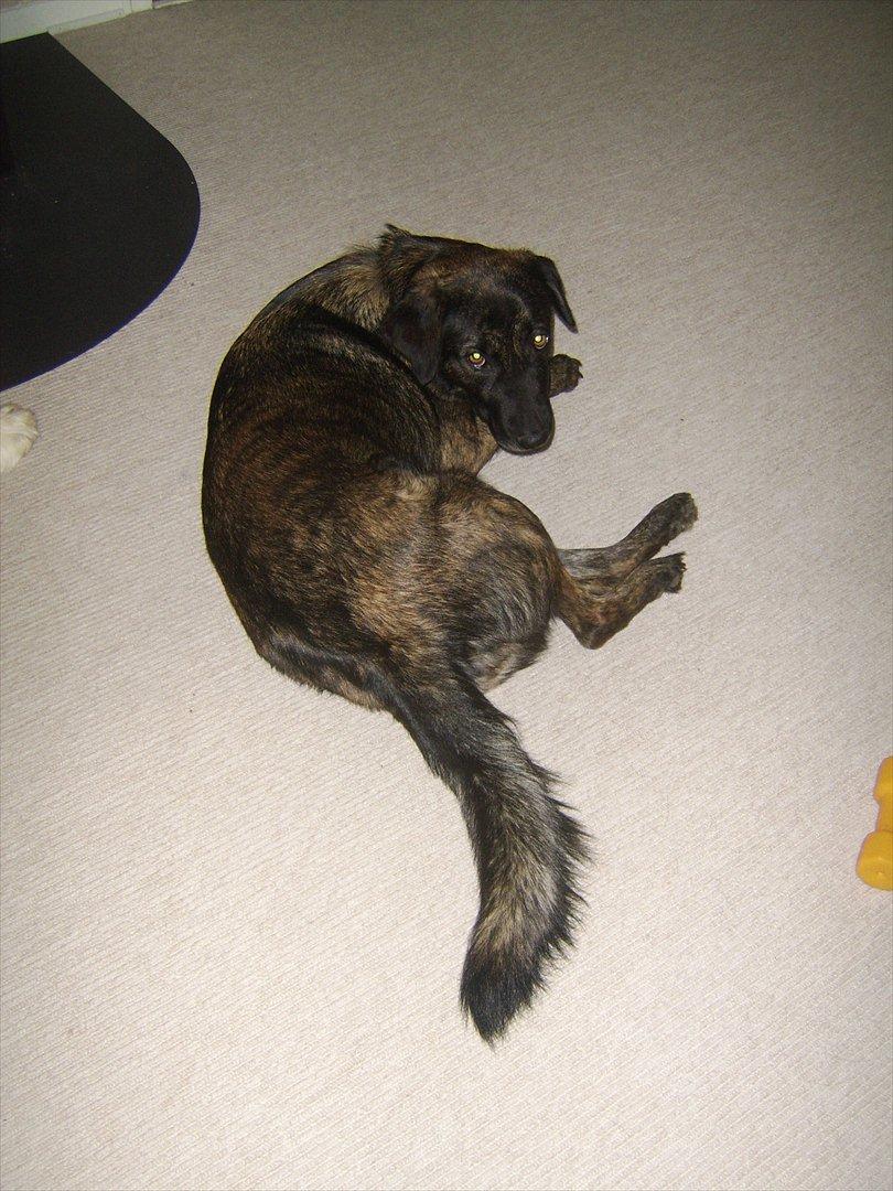 Blanding af racer Donna billede 19