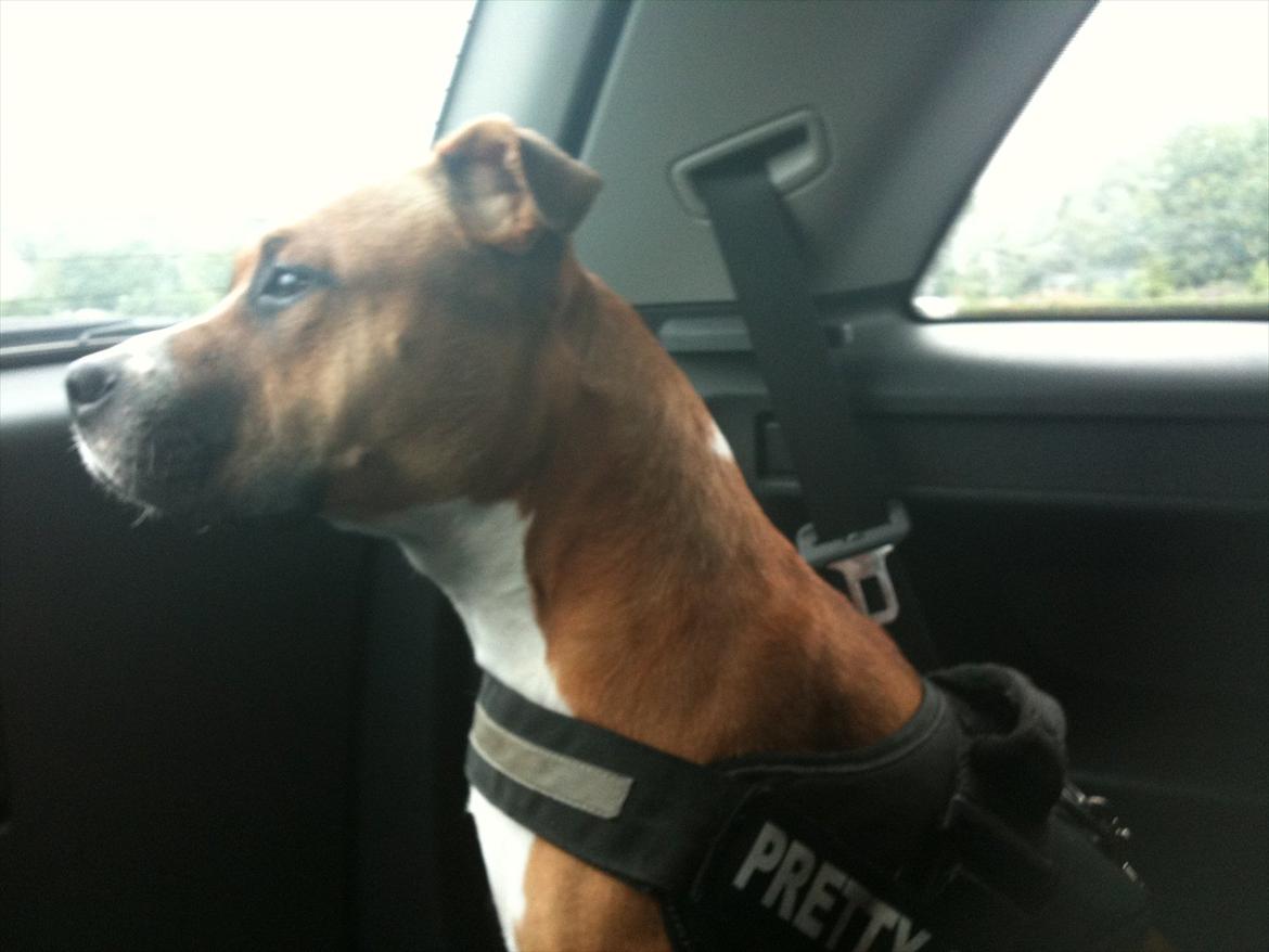 Amerikansk staffordshire terrier Bailey - Bagi' bilen :) billede 17