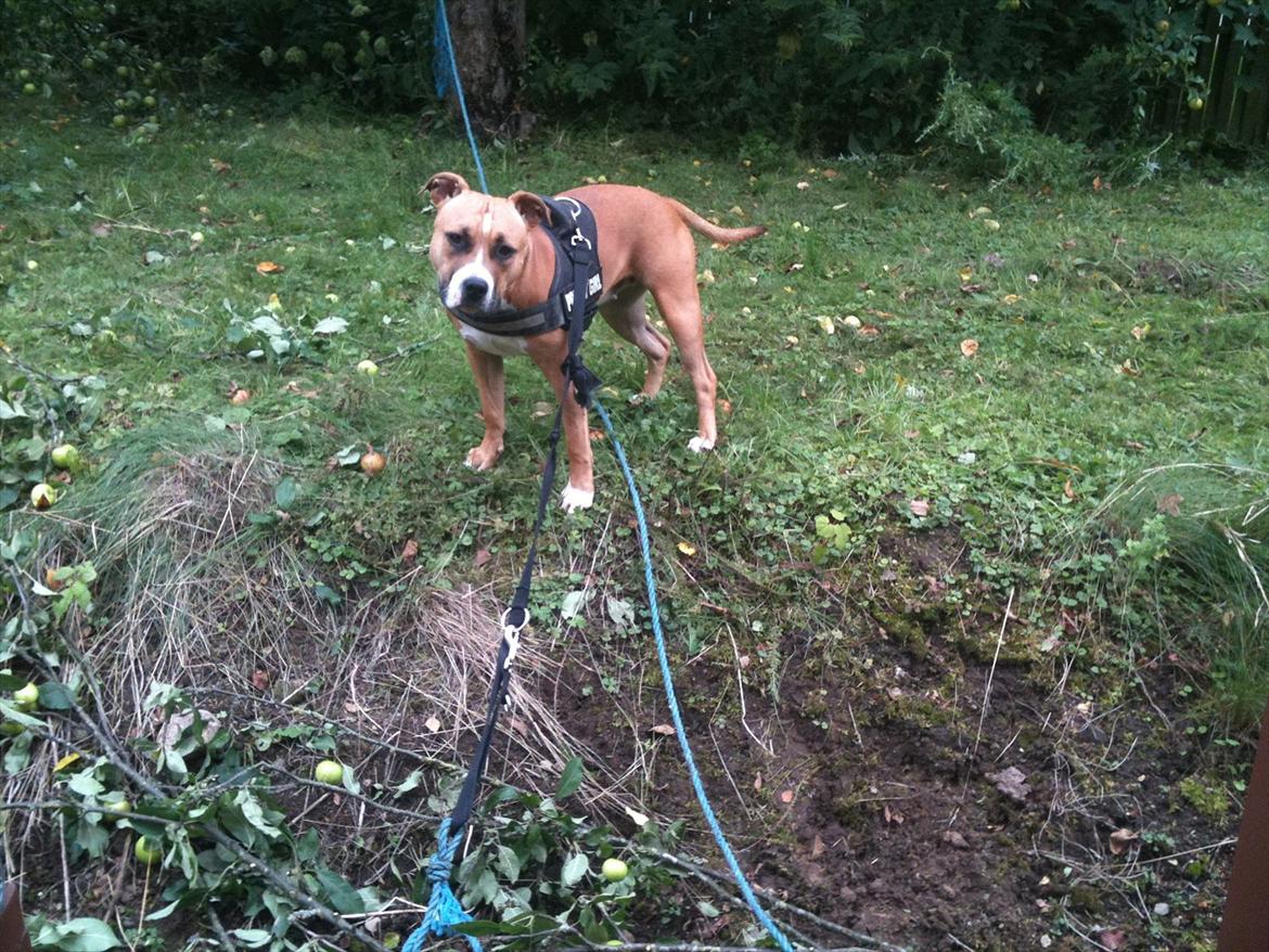 Amerikansk staffordshire terrier Bailey - -trækker i reb billede 10