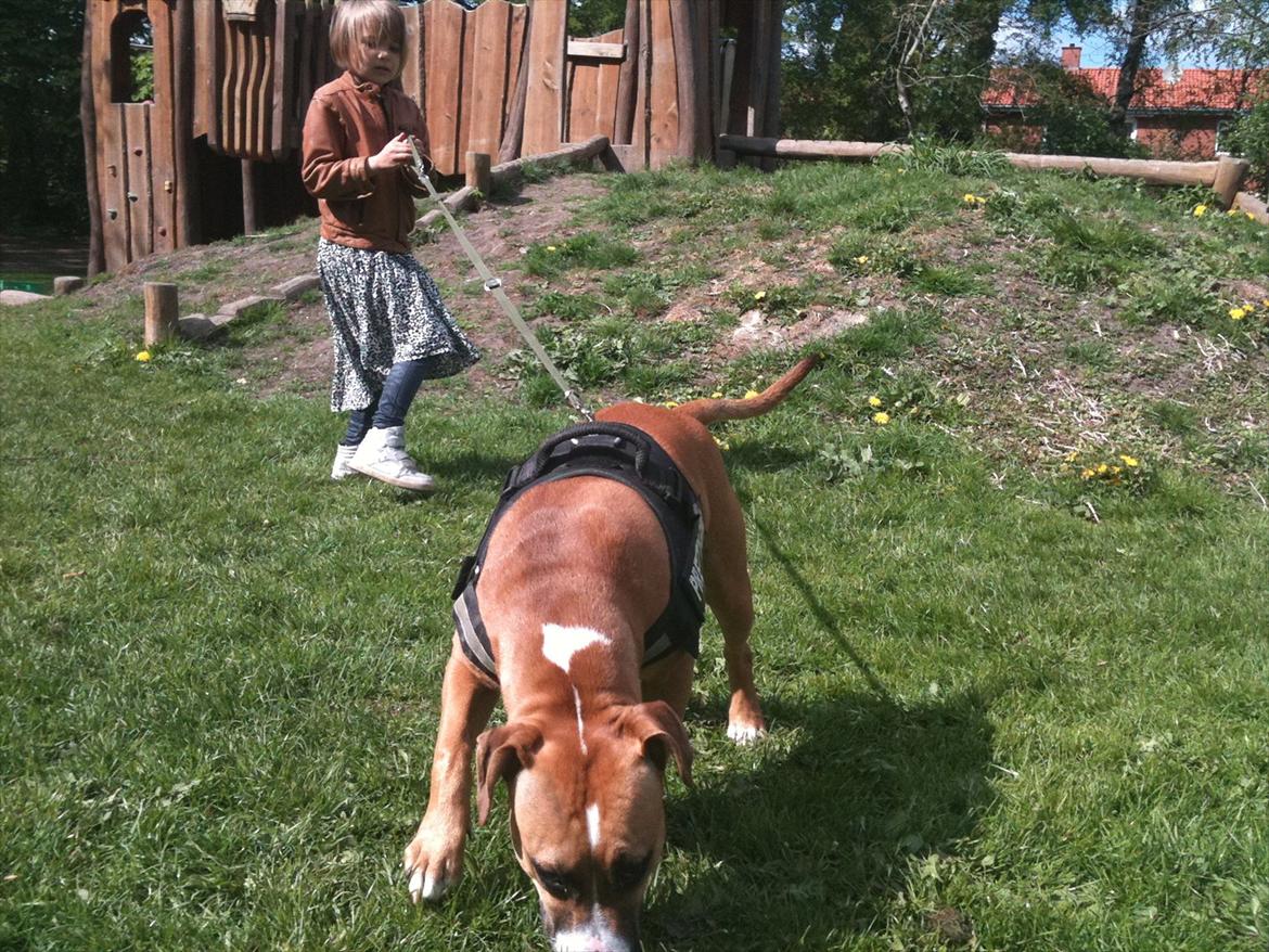 Amerikansk staffordshire terrier Bailey billede 18