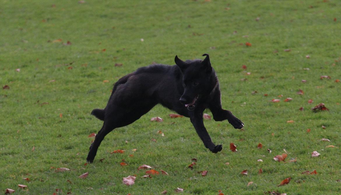 Blanding af racer Salta La Linda billede 18
