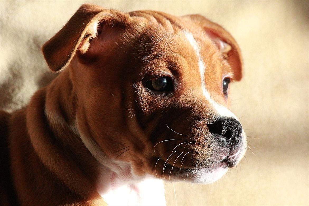 Staffordshire bull terrier Inez  billede 9