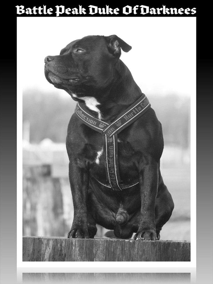Staffordshire bull terrier Manse billede 1