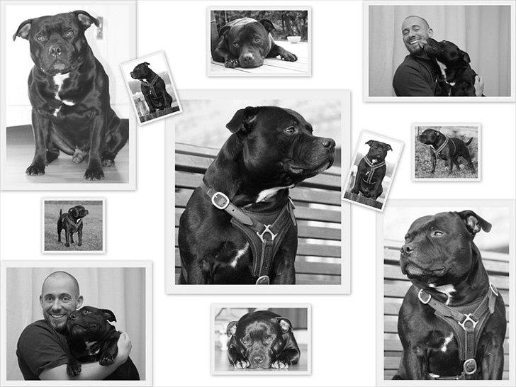 Staffordshire bull terrier Manse billede 20