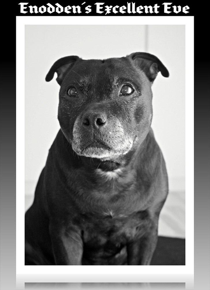 Staffordshire bull terrier Mille billede 1