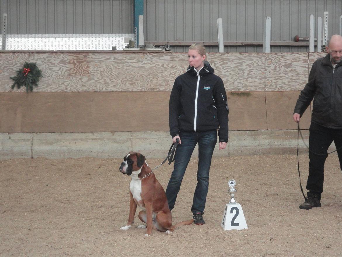 Boxer Mariehøjs Hans (Cato) billede 1