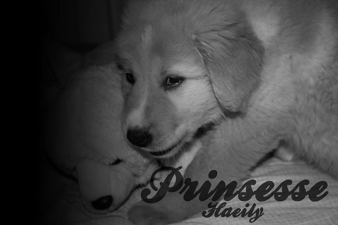 Blanding af racer Hailey billede 7