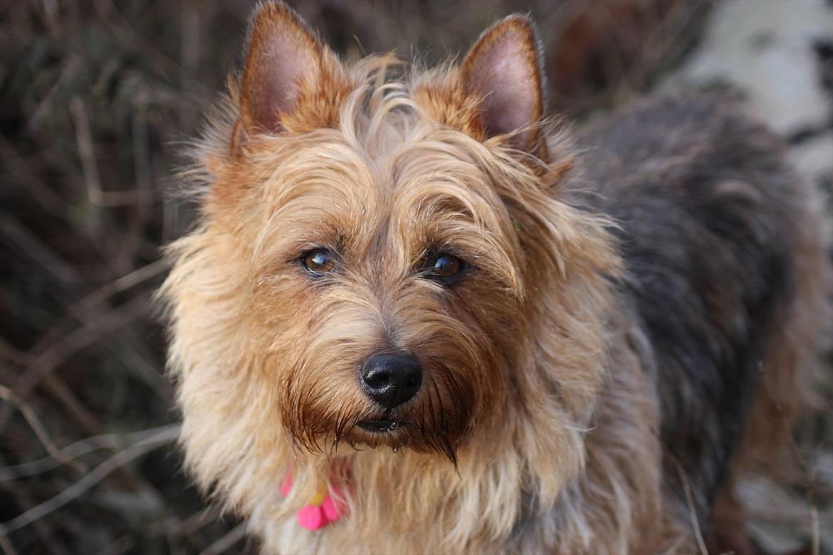 Australsk terrier Luka Min engel - Søde Luka
November 2011 billede 13