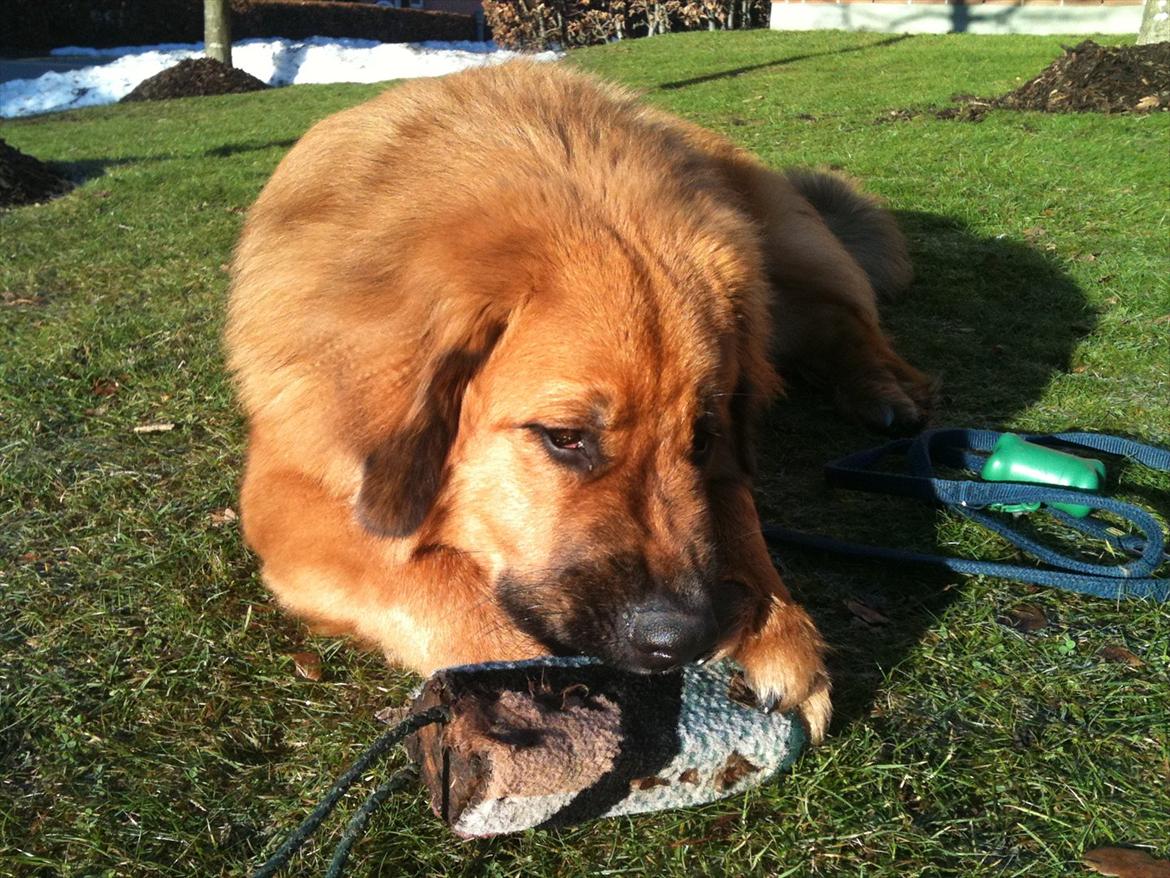 Blanding af racer Odin (Berner/Leonberger) - Selv fundet "dummy" og nu skal den destrueres!!! billede 4