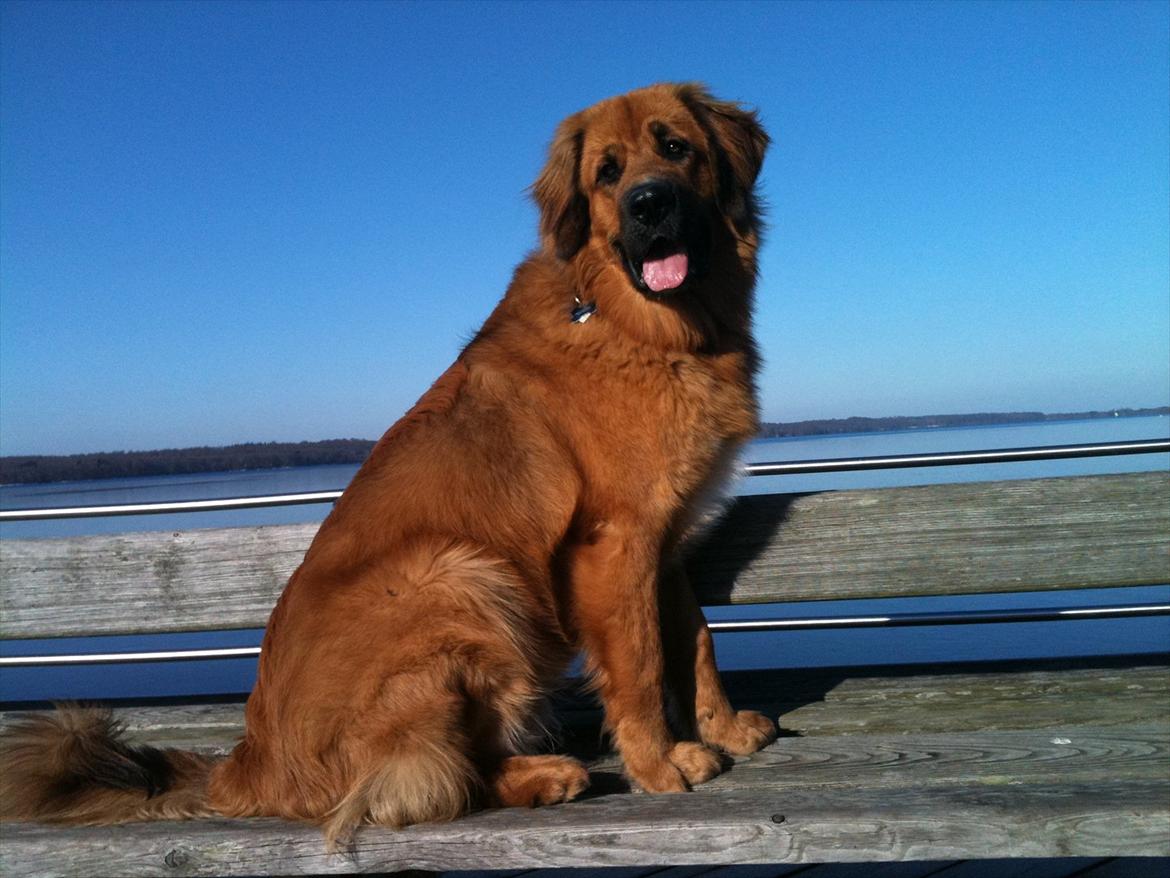 Blanding af racer Odin (Berner/Leonberger) - Udsigt over Fredensborg slotspark billede 1