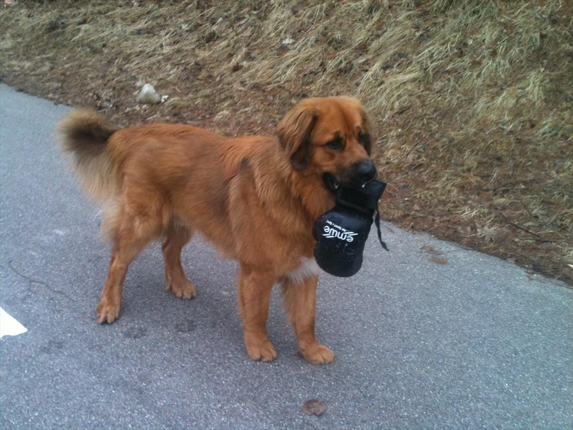 Blanding af racer Odin (Berner/Leonberger) - Klar til kamp billede 3