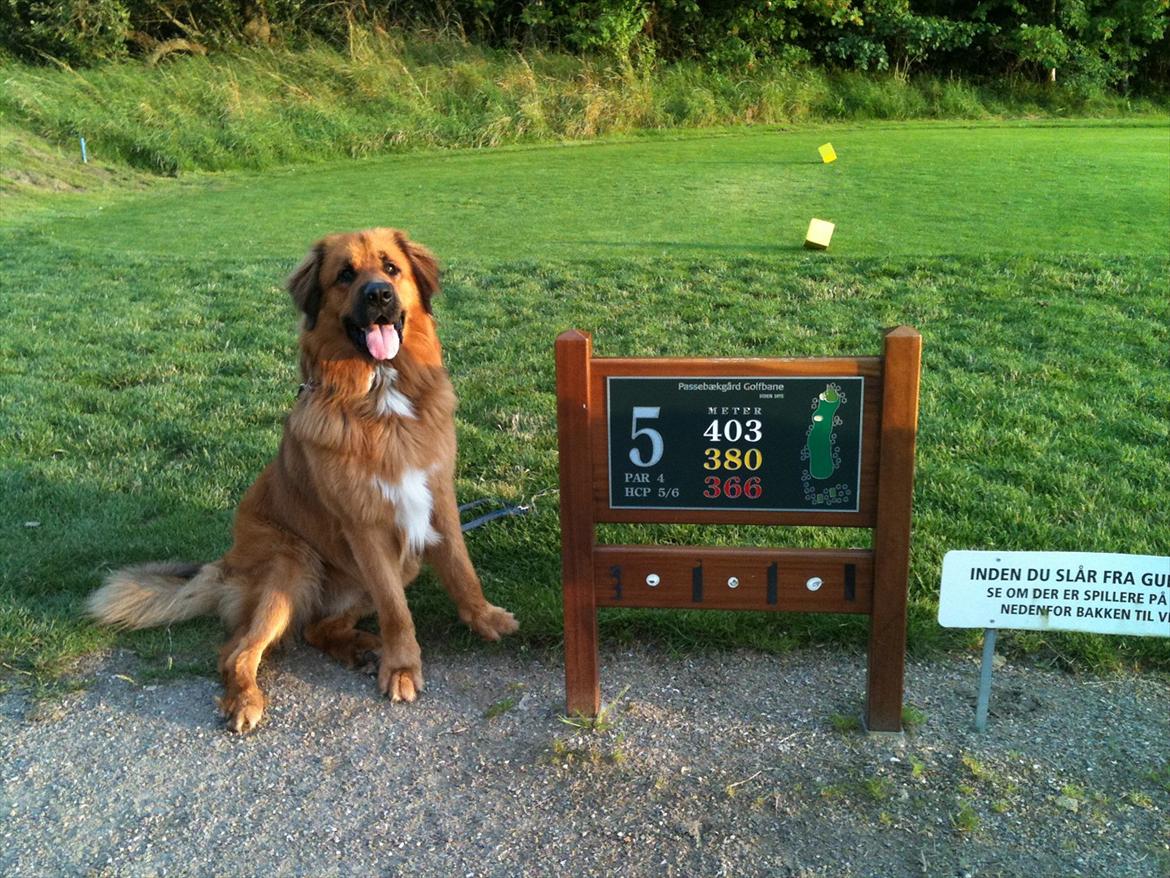 Blanding af racer Odin (Berner/Leonberger) billede 2