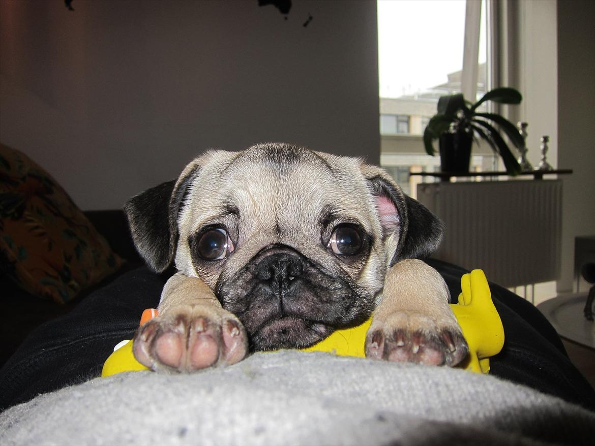 Mops Peanut billede 13