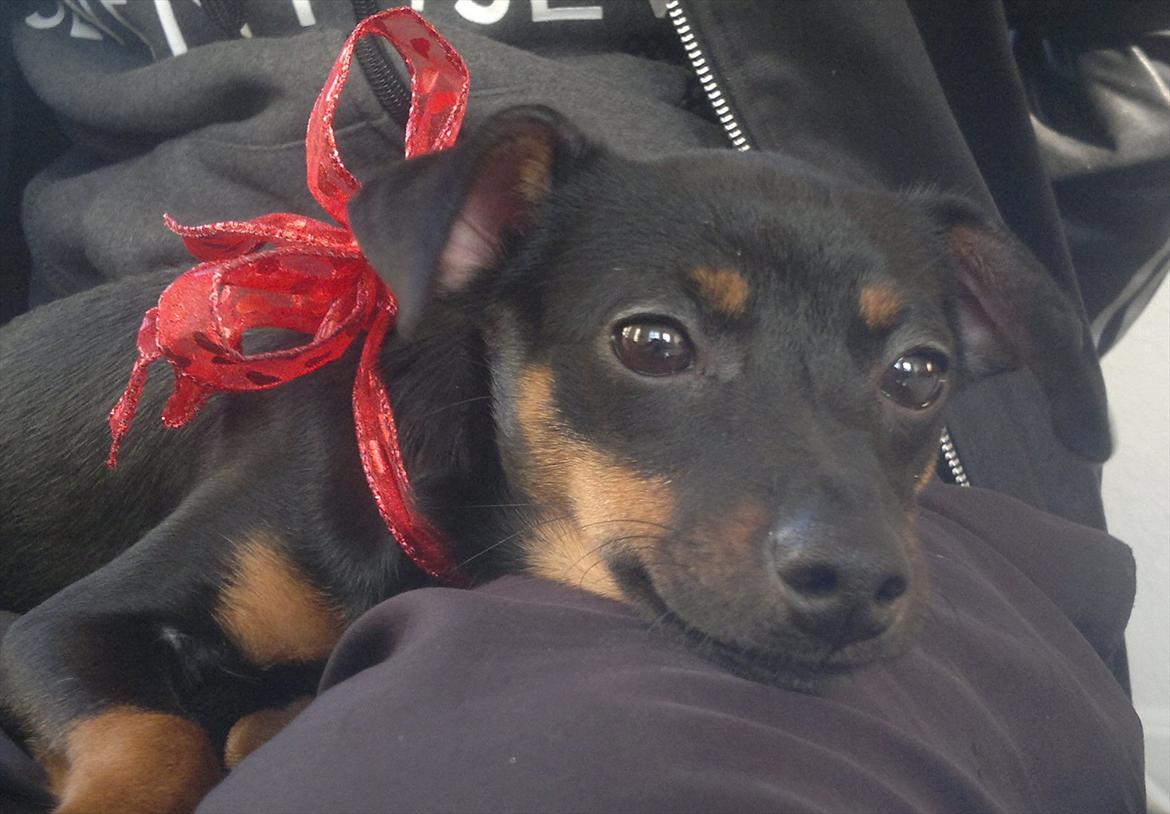 Blanding af racer Ratpinscher - Shila , bor hos andre nu - Så er vi kommet i jule-stemning :D billede 4