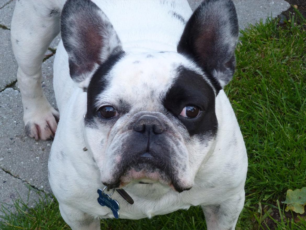 Fransk bulldog Monk - Jeg er ude i haven billede 9