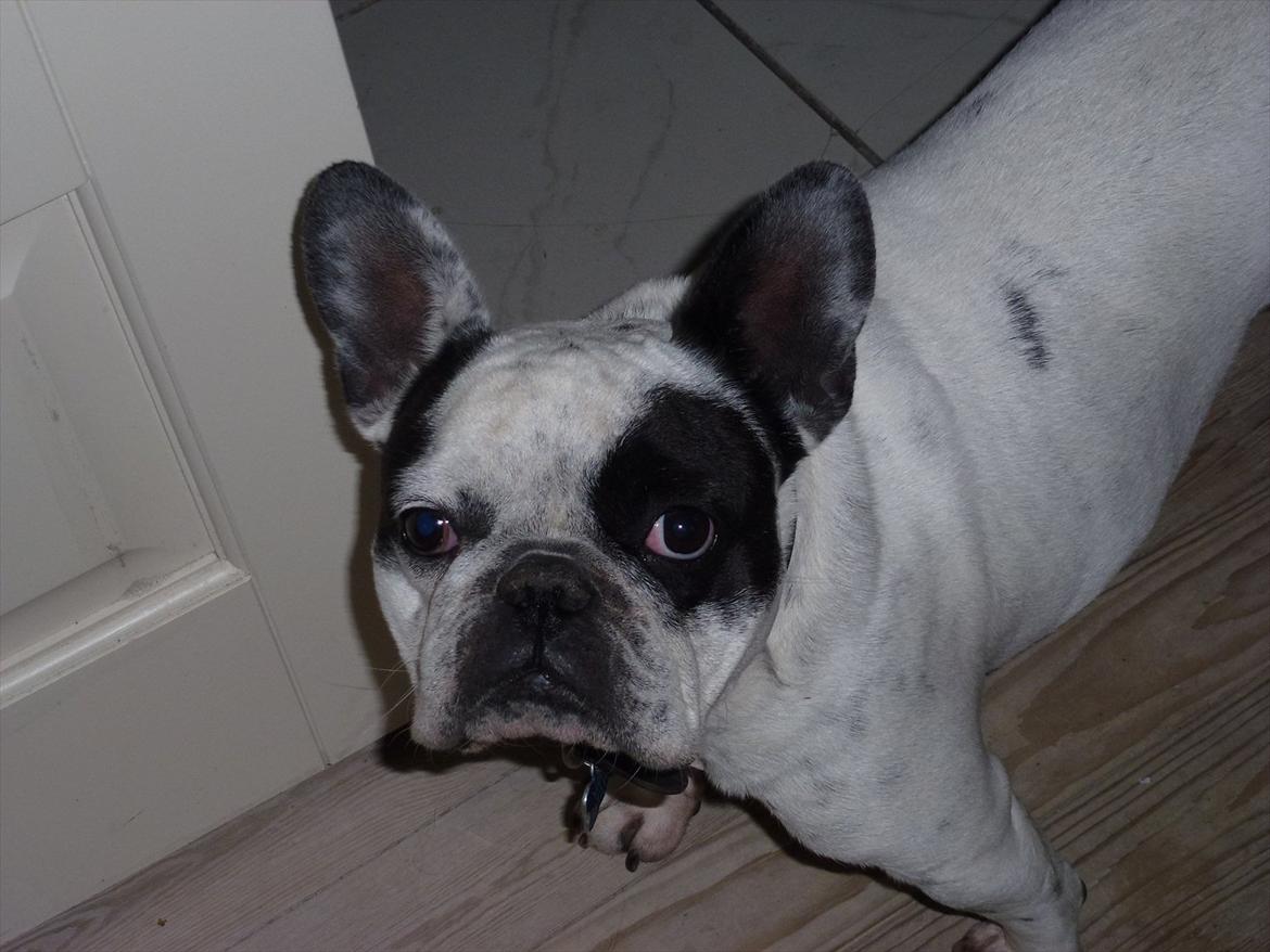 Fransk bulldog Monk - Hvad laver i  billede 10