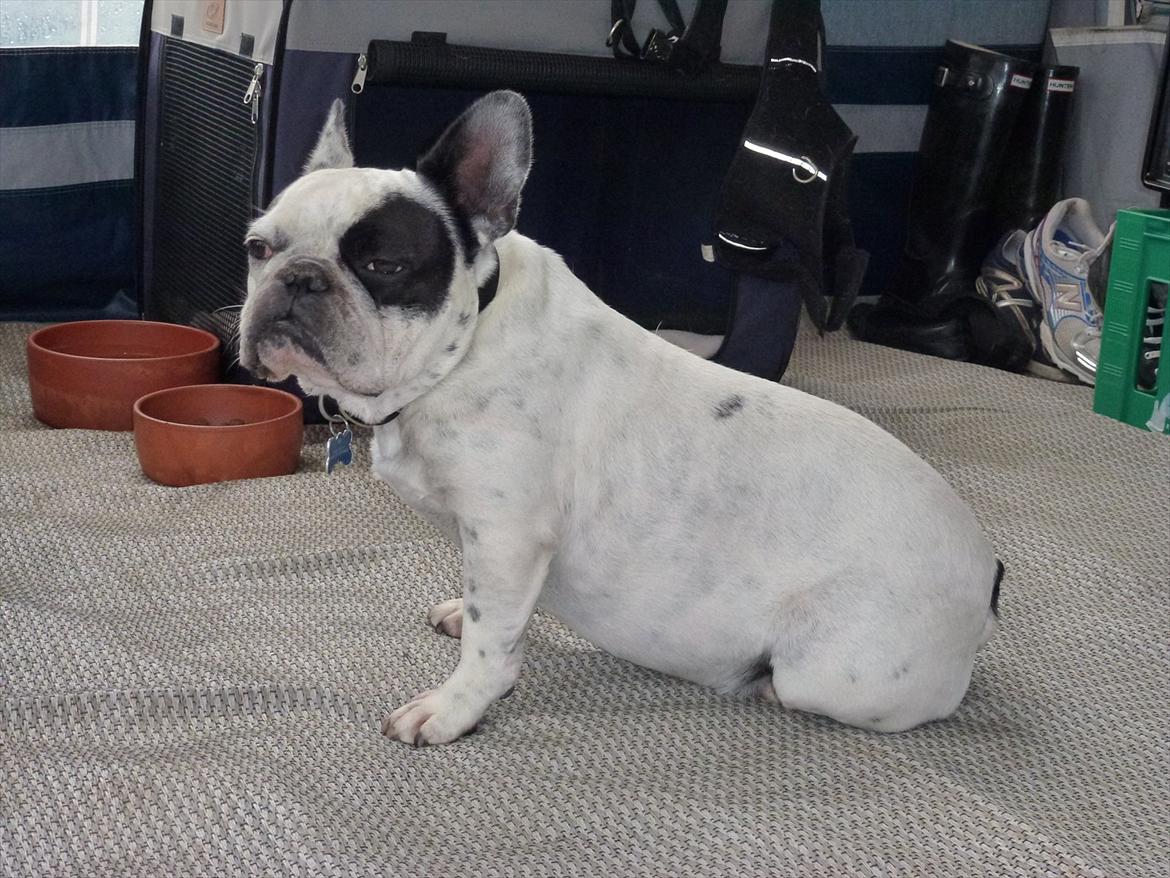 Fransk bulldog Monk - Så er vi på camping og hygger billede 11