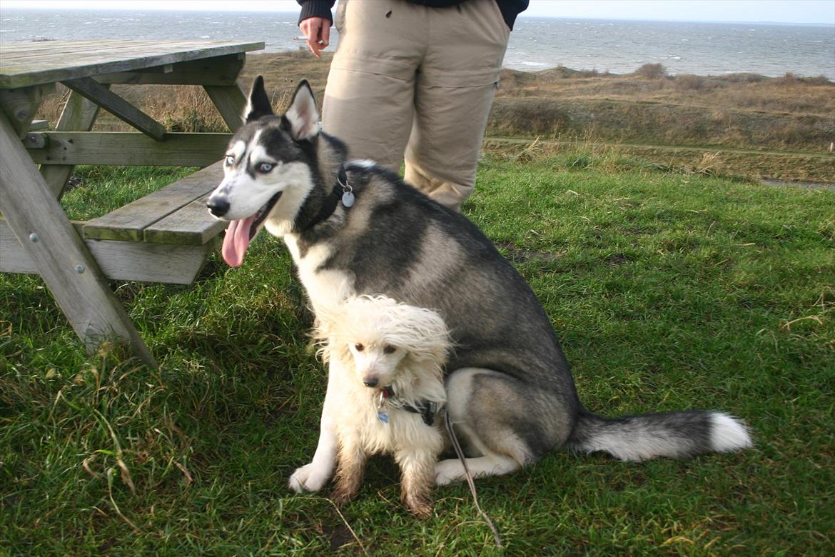 Chinese crested powder puff Bumle <3 - Mig og lillesøster Zizi :) billede 16