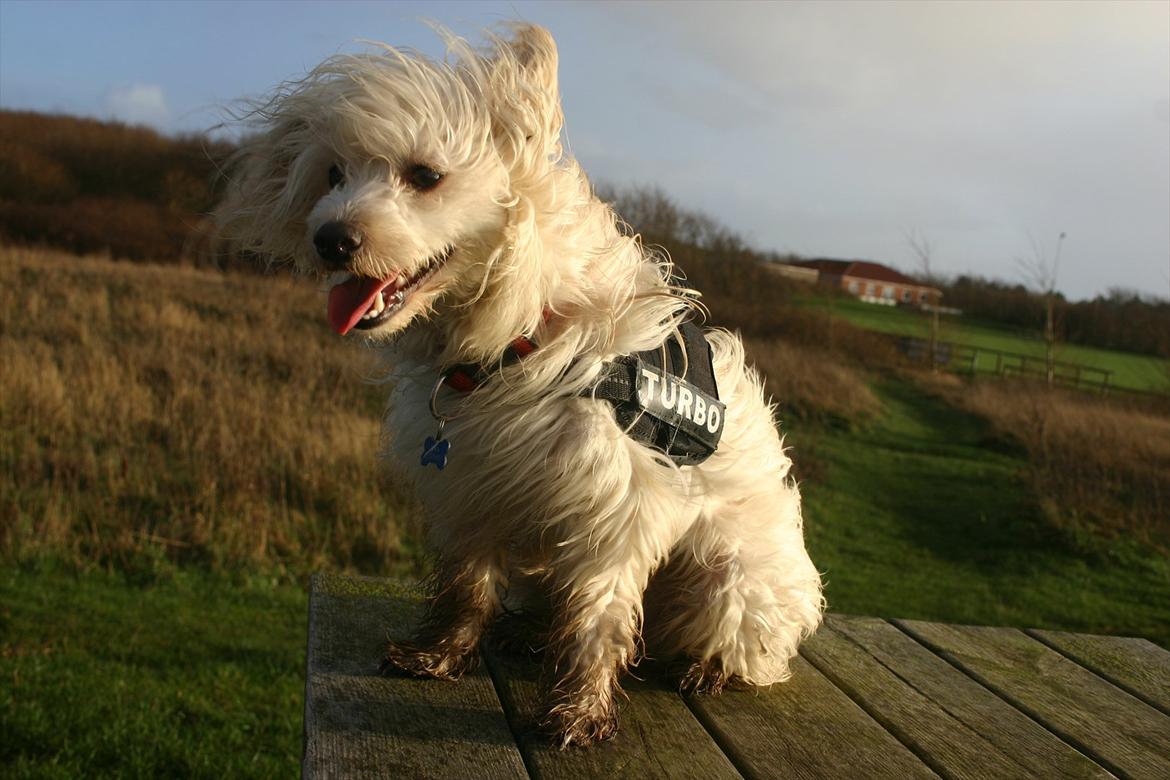 Chinese crested powder puff Bumle <3 - Er så stolt :) billede 17