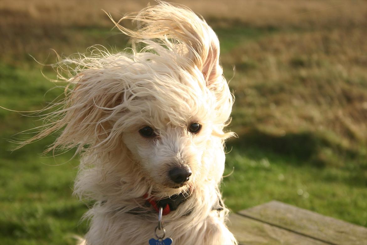 Chinese crested powder puff Bumle <3 - Se smukke mig :D billede 1