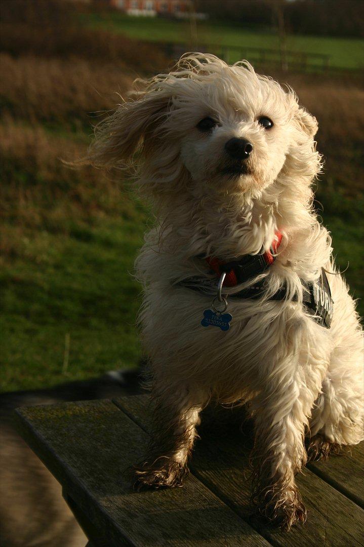 Chinese crested powder puff Bumle <3 - Wee :)
Vinden er dejlig :) billede 18