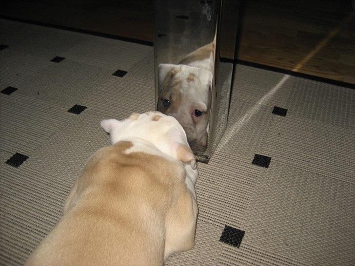 Olde english bulldogge Bullina´s Florentina billede 9