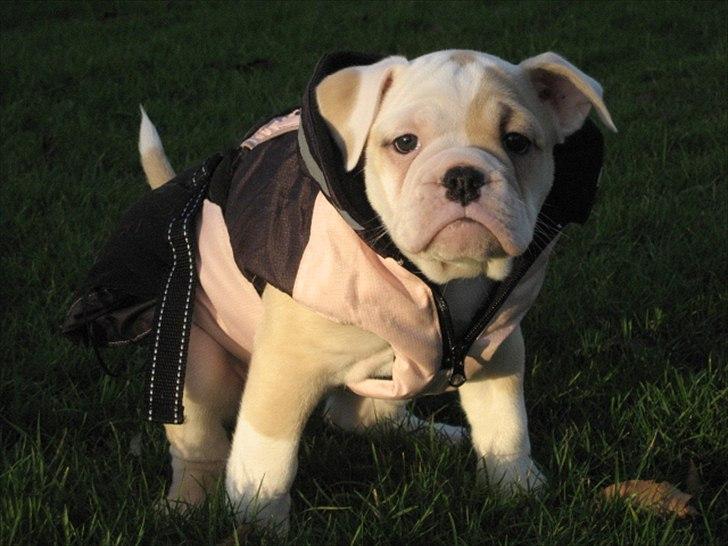 Olde english bulldogge Bullina´s Florentina billede 5