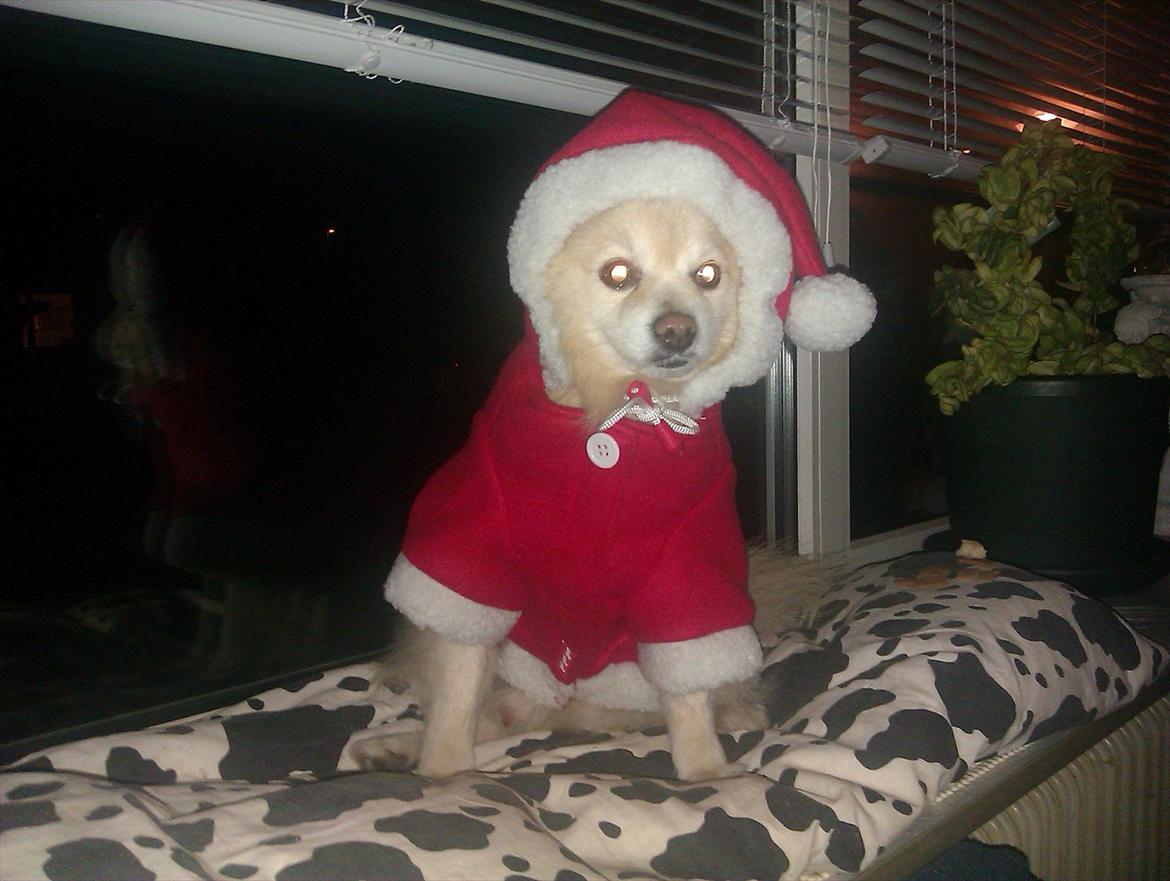 Pomeranian Calle - Også skal man være nisse når vi skal til juleoptog. billede 20
