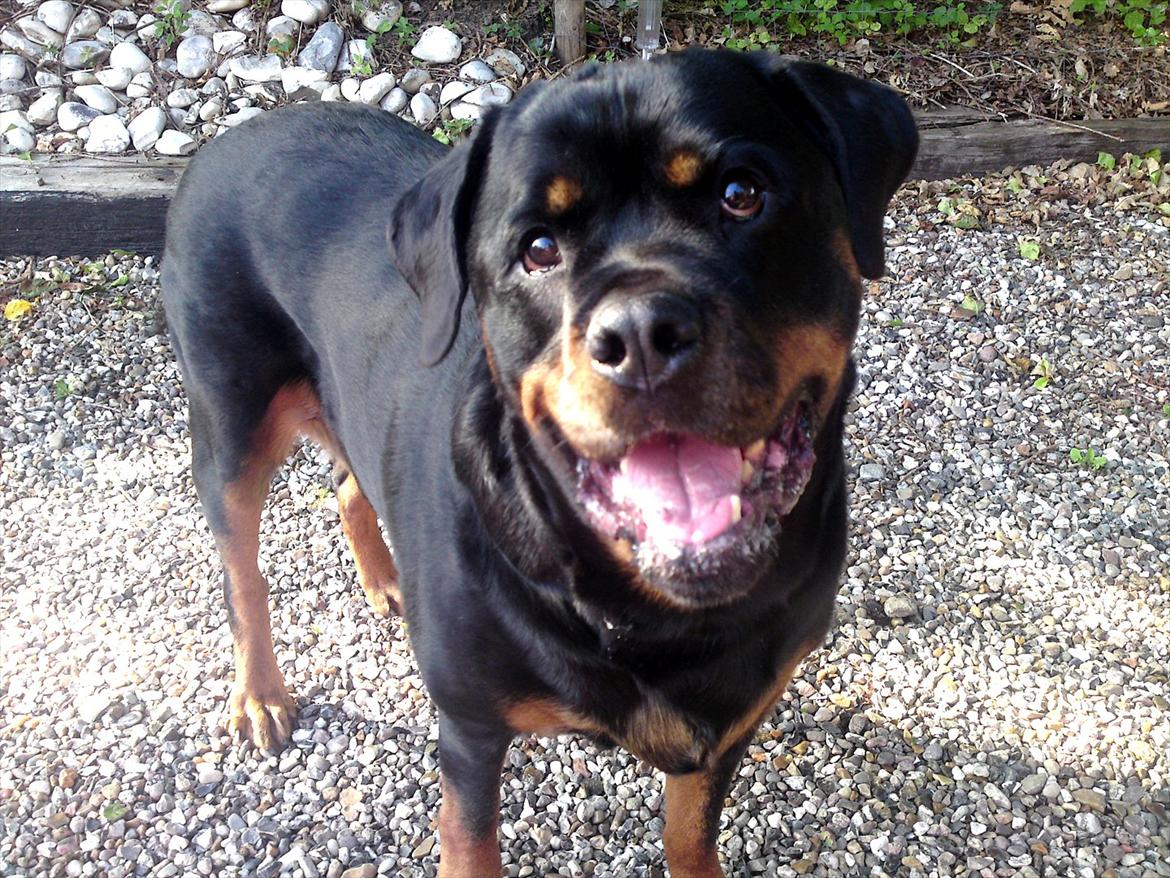 Rottweiler Tayson billede 4