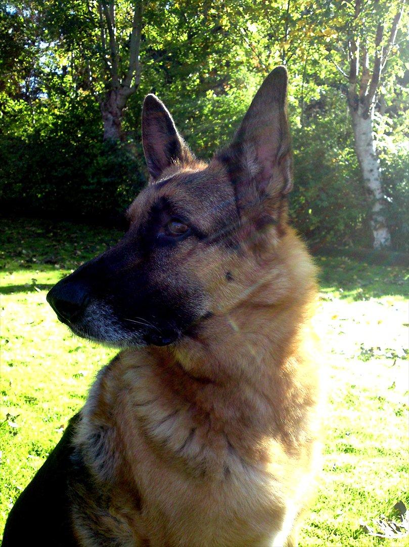 Schæferhund King *Kommisæren* billede 1