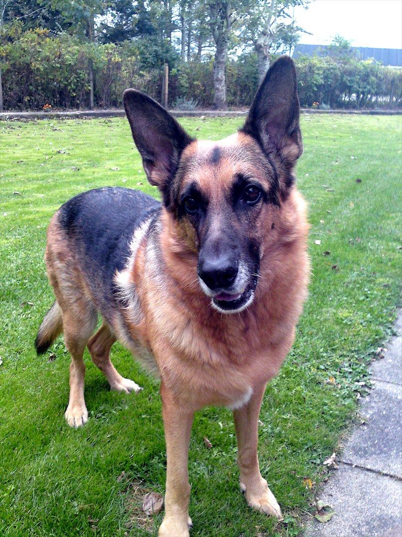 Schæferhund King *Kommisæren* billede 20