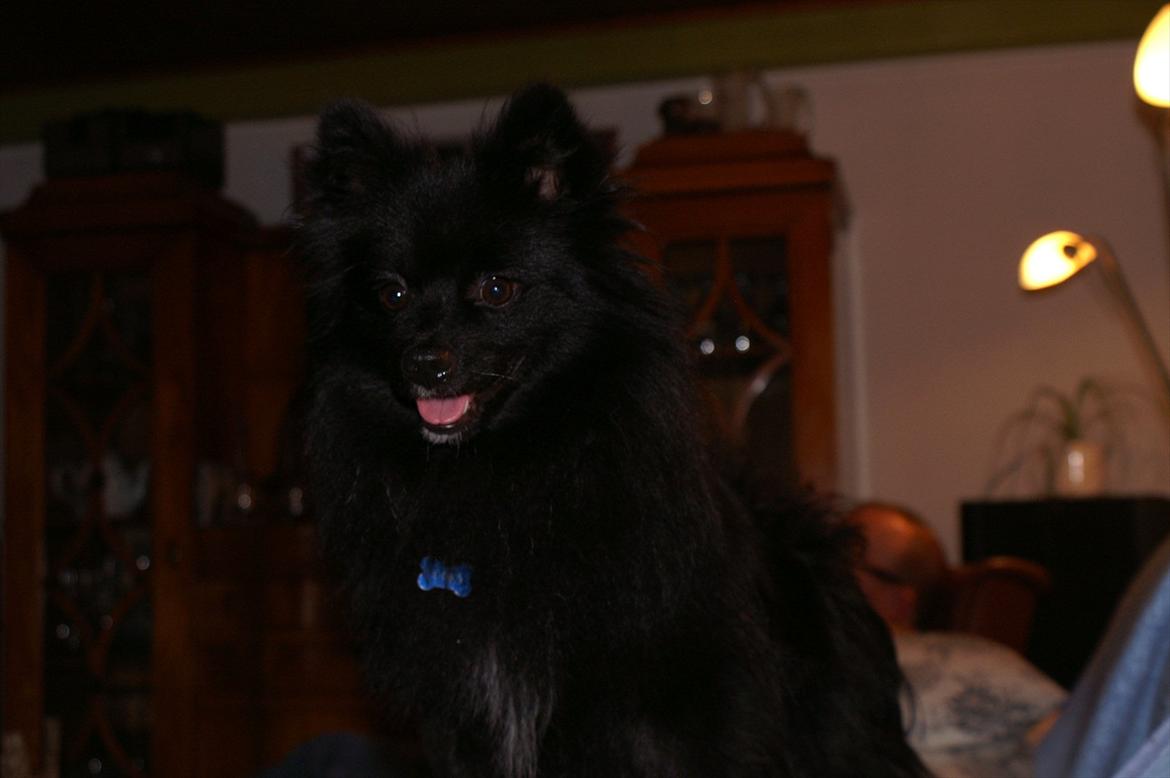 Blanding af racer Lucky  - sødeste lucky! <3 billede 14