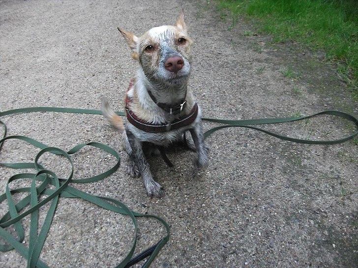 Podengo portugues medio Viola - Hvad for noget mudder, det kender jeg ikke noget til! billede 10