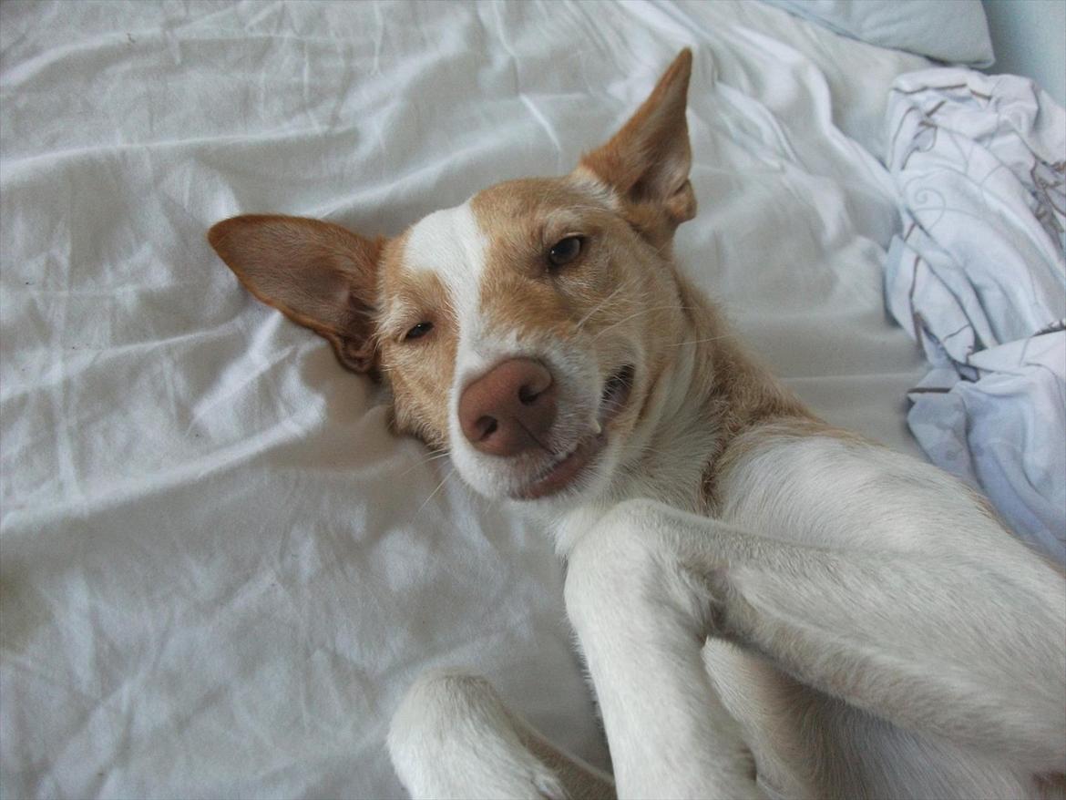 Podengo portugues medio Viola - Så skønt at blive kløet på maven billede 11