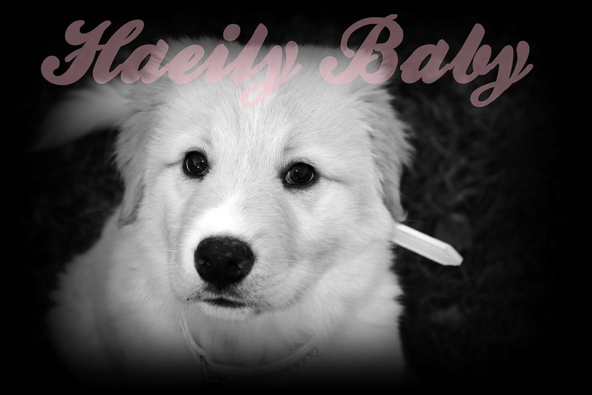 Blanding af racer Hailey billede 8