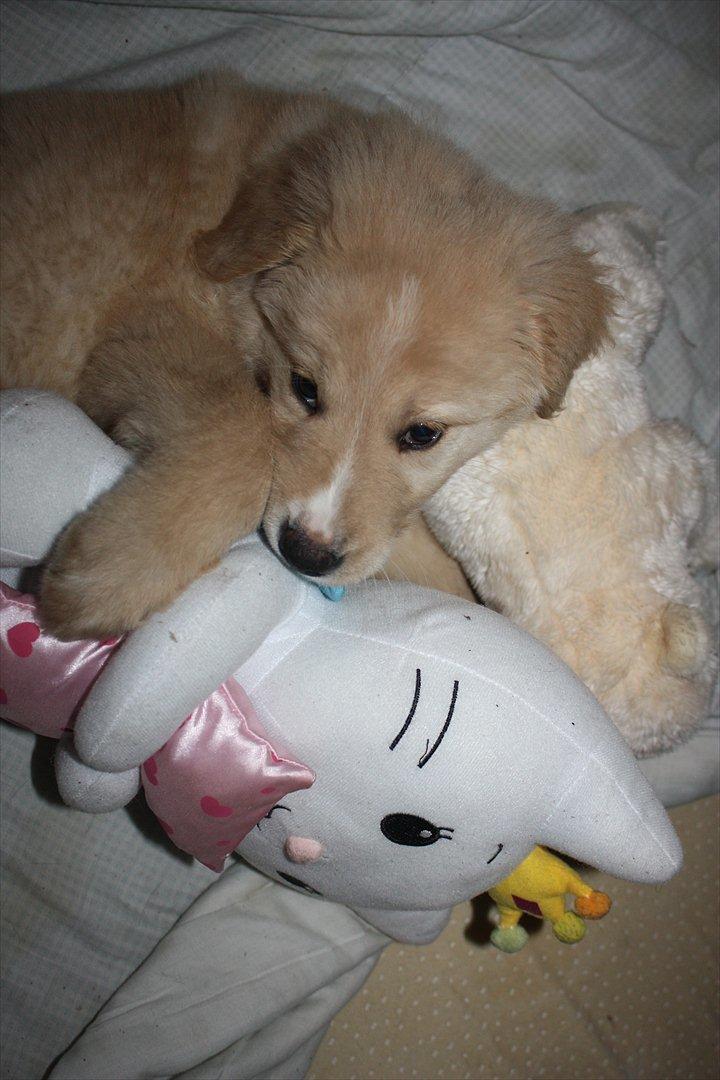 Blanding af racer Hailey billede 9