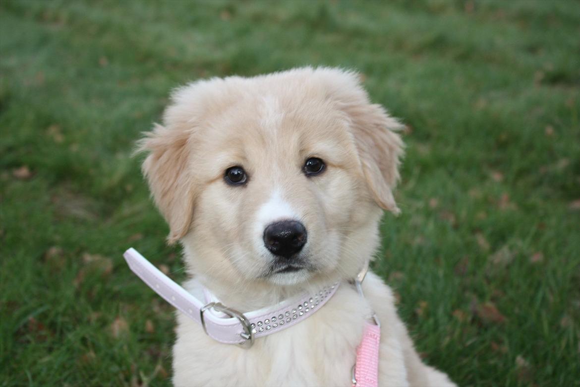 Blanding af racer Hailey billede 10