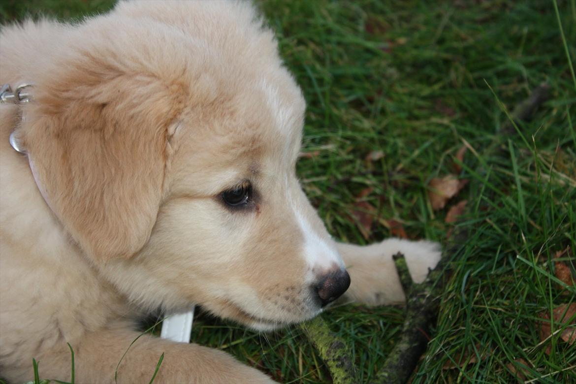 Blanding af racer Hailey billede 11