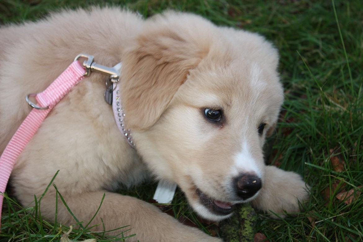 Blanding af racer Hailey billede 12