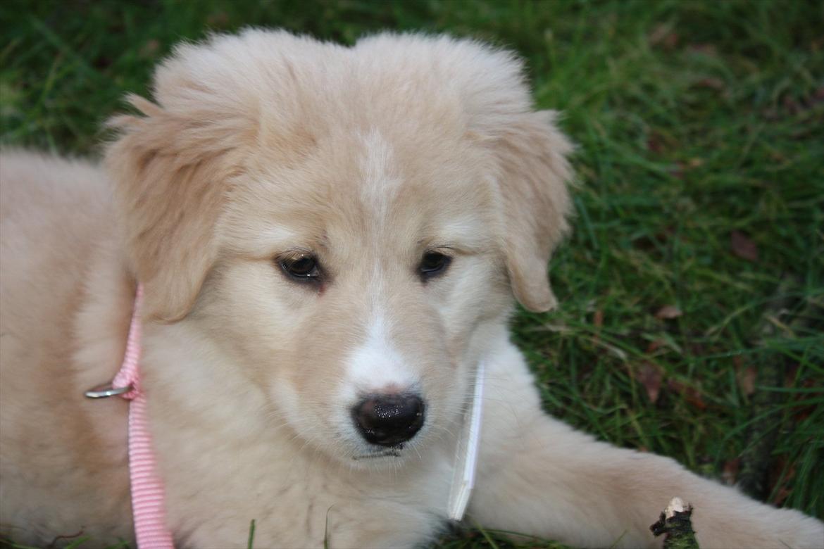 Blanding af racer Hailey billede 13