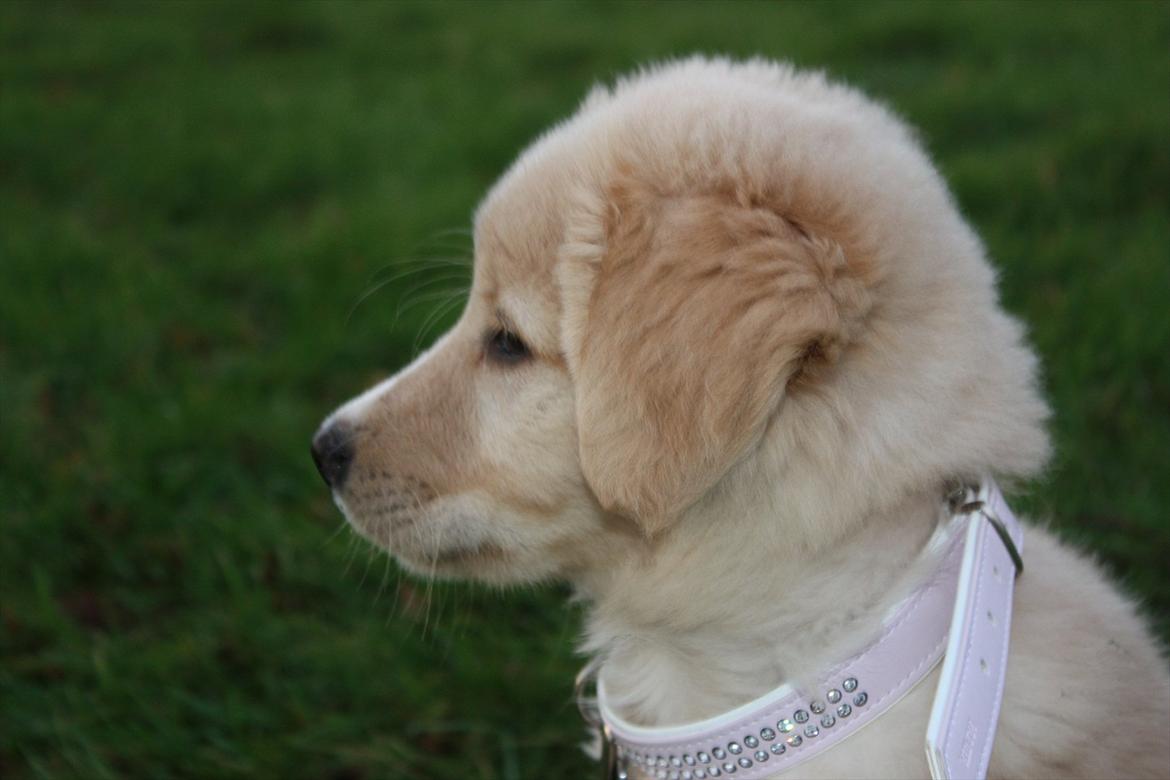 Blanding af racer Hailey billede 14