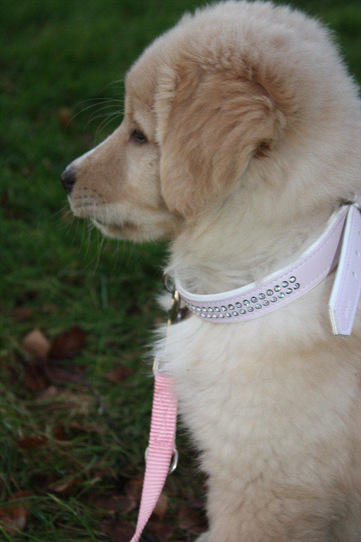 Blanding af racer Hailey billede 15