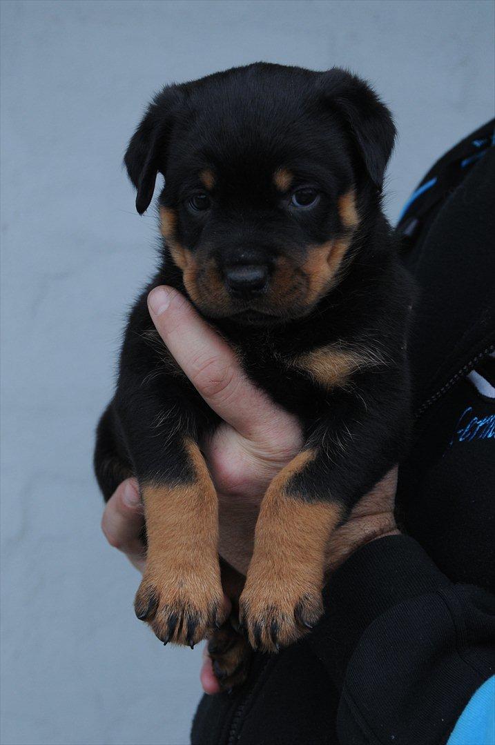 Rottweiler Pascho - Min 5 ugers lille charmetrold  billede 9