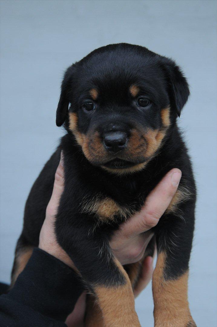 Rottweiler Pascho - 5 uger, hvor han dog kan se trist ud he he billede 10